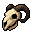 sheep skull